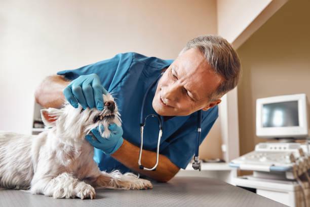 Best Emergency Dental Care for Broken or Chipped Teeth in Woodside, PA